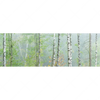 Xxl Wandbild Nebliger Birkenwald Panorama Motivvorschau