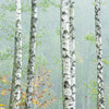 Xxl Wandbild Nebliger Birkenwald Quadrat Motivvorschau