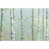 Xxl Wandbild Nebliger Birkenwald Querformat Motivvorschau
