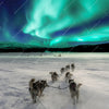 Xxl Wandbild Nordlichter Und Schlittenhunde Quadrat Motivvorschau