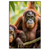 Xxl Wandbild Orang Utan Familie Im Regenwald Hochformat Produktvorschau Frontal