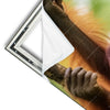 Xxl Wandbild Orang Utan Familie Im Regenwald Panorama Materialvorschau