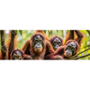 Xxl Wandbild Orang Utan Familie Im Regenwald Panorama Motivvorschau