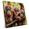 Xxl Wandbild Orang Utan Familie Im Regenwald Quadrat Produktvorschau Seitlich
