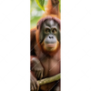 Xxl Wandbild Orang Utan Familie Im Regenwald Schmal Motivvorschau