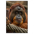 Xxl Wandbild Orang Utan Mit Sanftem Blick Hochformat Produktvorschau Frontal