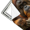 Xxl Wandbild Orang Utan Mit Sanftem Blick Quadrat Materialvorschau