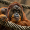 Xxl Wandbild Orang Utan Mit Sanftem Blick Quadrat Motivvorschau