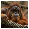 Xxl Wandbild Orang Utan Mit Sanftem Blick Quadrat Produktvorschau Frontal