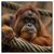 Xxl Wandbild Orang Utan Mit Sanftem Blick Quadrat Produktvorschau Frontal