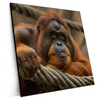 Xxl Wandbild Orang Utan Mit Sanftem Blick Quadrat Produktvorschau Seitlich