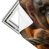Xxl Wandbild Orang Utan Mit Sanftem Blick Querformat Materialvorschau