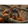 Xxl Wandbild Orang Utan Mit Sanftem Blick Querformat Motivvorschau