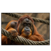 Xxl Wandbild Orang Utan Mit Sanftem Blick Querformat Produktvorschau Frontal