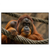 Xxl Wandbild Orang Utan Mit Sanftem Blick Querformat Produktvorschau Frontal