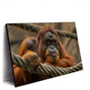 Xxl Wandbild Orang Utan Mit Sanftem Blick Querformat Produktvorschau Seitlich