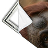 Xxl Wandbild Orang Utan Mit Sanftem Blick Schmal Materialvorschau