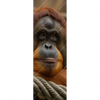 Xxl Wandbild Orang Utan Mit Sanftem Blick Schmal Motivvorschau