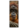 Xxl Wandbild Orang Utan Mit Sanftem Blick Schmal Produktvorschau Frontal