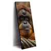Xxl Wandbild Orang Utan Mit Sanftem Blick Schmal Produktvorschau Seitlich