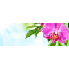 Xxl Wandbild Orchidee Wassertropfen Panorama Motivvorschau