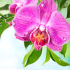 Xxl Wandbild Orchidee Wassertropfen Panorama Zoom