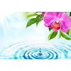 Xxl Wandbild Orchidee Wassertropfen Querformat Motivvorschau