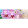 Xxl Wandbild Orchideen Blueten Panorama Motivvorschau