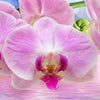 Xxl Wandbild Orchideen Blueten Quadrat Zoom