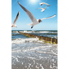 Xxl Wandbild Ostseekueste Moewen Hochformat Motivvorschau