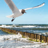 Xxl Wandbild Ostseekueste Moewen Querformat Zoom
