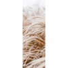 Xxl Wandbild Pampasgras Schmal Motivvorschau