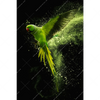 Xxl Wandbild Papagei Gruene Farbexplosion Hochformat Motivvorschau