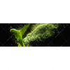 Xxl Wandbild Papagei Gruene Farbexplosion Panorama Motivvorschau