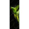 Xxl Wandbild Papagei Gruene Farbexplosion Schmal Motivvorschau