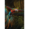 Xxl Wandbild Papagei Im Flug Hochformat Motivvorschau