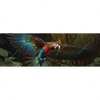 Xxl Wandbild Papagei Im Flug Panorama Motivvorschau