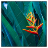 Xxl Wandbild Paradiesvogelblume Quadrat Produktvorschau Frontal