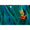 Xxl Wandbild Paradiesvogelblume Querformat Motivvorschau