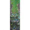 Xxl Wandbild Pfaufedern Schmal Motivvorschau