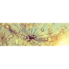 Xxl Wandbild Pusteblume Bei Sonnenuntergang Panorama Motivvorschau