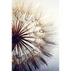 Xxl Wandbild Pusteblume Hochformat Motivvorschau