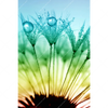 Xxl Wandbild Pusteblume Mit Tautropfen Hochformat Motivvorschau
