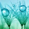 Xxl Wandbild Pusteblume Mit Tautropfen Hochformat Zoom