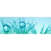 Xxl Wandbild Pusteblume Mit Tautropfen Panorama Motivvorschau