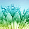 Xxl Wandbild Pusteblume Mit Tautropfen Quadrat Motivvorschau