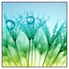 Xxl Wandbild Pusteblume Mit Tautropfen Quadrat Produktvorschau Frontal
