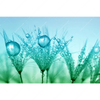 Xxl Wandbild Pusteblume Mit Tautropfen Querformat Motivvorschau