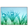 Xxl Wandbild Pusteblume Mit Tautropfen Querformat Produktvorschau Frontal