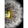 Xxl Wandbild Pusteblume No 10 Hochformat Motivvorschau